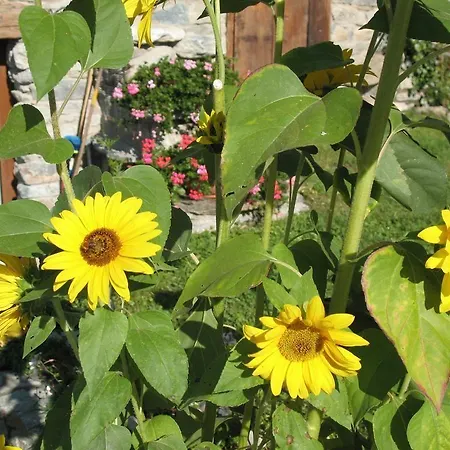 Lo Verdze Aosta Valley